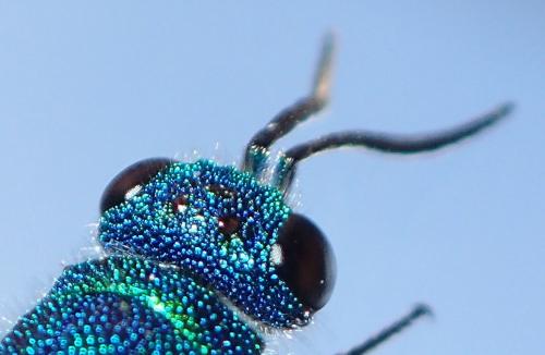 Réf. 253 506 : Chrysis terminata